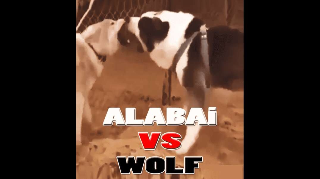 TURKMEN ALABAY VS KURT - ALABAi VS WOLF
