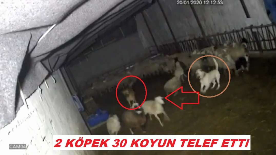 2 COBAN KOPEGi 30 KOYUNU TELEF ETTi - 2 SHEPHERD DOG VS 30 SHEEPS