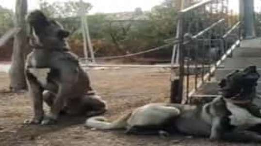 ⁣KANGALLAR KURT MiSALi ULUYOR - KANGAL SHEPHERD DOGS HOWLS