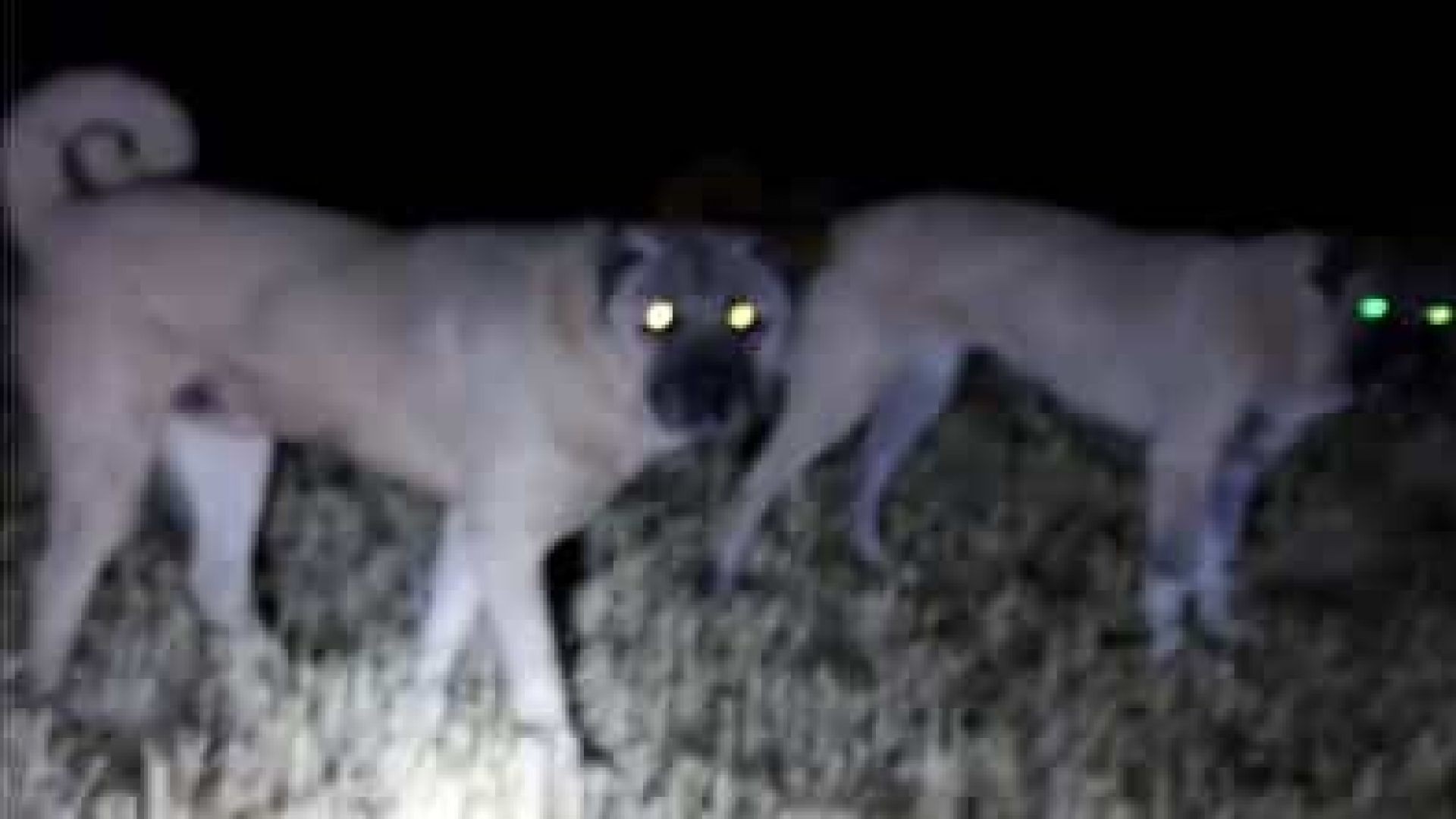 ⁣⁣Anatolian Shepherd DogS on Wolf Watch at the Night